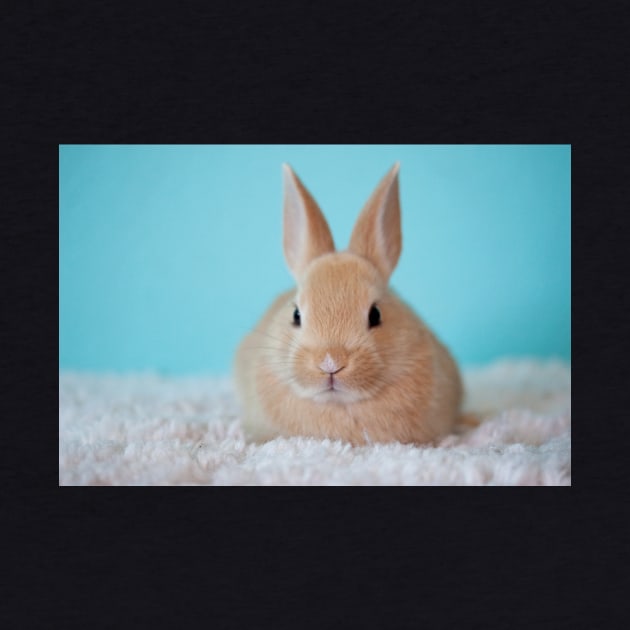 Rabbit on the Carpet by kawaii_shop